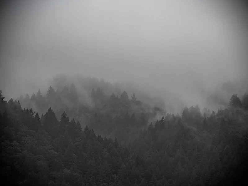foggy trees